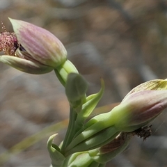 Calochilus therophilus at Gundaroo, NSW - 5 Jan 2025