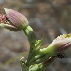 Calochilus therophilus at Gundaroo, NSW - 5 Jan 2025