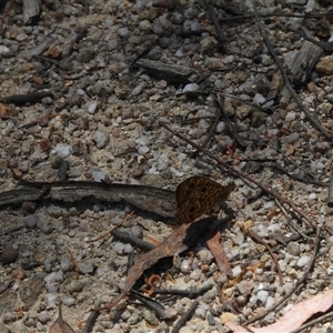 Geitoneura acantha (Ringed Xenica) at Paddys River, ACT by DavidDedenczuk