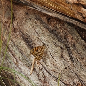 Geitoneura acantha at Paddys River, ACT - 1 Jan 2025 01:06 PM