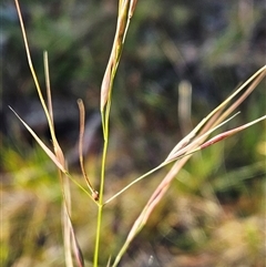 Austrostipa bigeniculata (Kneed Speargrass) at Hawker, ACT - 4 Jan 2025 by sangio7