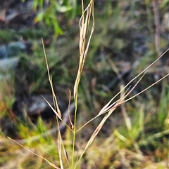 Austrostipa bigeniculata at Hawker, ACT - 4 Jan 2025 07:25 AM