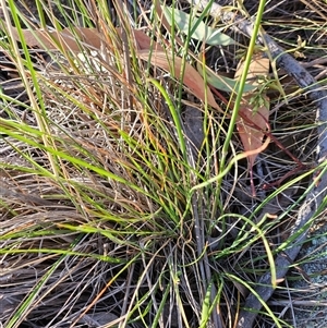 Austrostipa bigeniculata at Hawker, ACT - 4 Jan 2025 07:25 AM