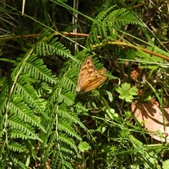 Heteronympha merope (Common Brown Butterfly) at Paddys River, ACT - 1 Jan 2025 by DavidDedenczuk