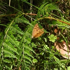 Heteronympha merope at Paddys River, ACT - 1 Jan 2025 by DavidDedenczuk