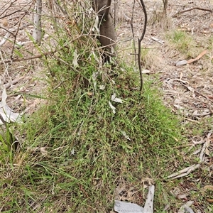 Einadia nutans (Climbing Saltbush) at Hawker, ACT by sangio7