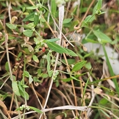 Einadia nutans at Hawker, ACT - 5 Jan 2025 06:44 AM