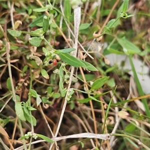 Einadia nutans at Hawker, ACT - 5 Jan 2025 06:44 AM