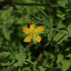 Hypericum gramineum (Small St Johns Wort) at Gundaroo, NSW - 5 Jan 2025 by MaartjeSevenster