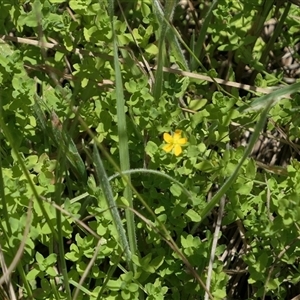 Hypericum gramineum at Gundaroo, NSW - suppressed