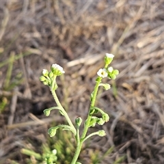 Hackelia suaveolens (Sweet Hounds Tongue) at Hawker, ACT - 4 Jan 2025 by sangio7