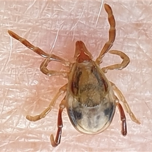 Unidentified Mite and Tick (Acarina) at Copmanhurst, NSW by MazzV