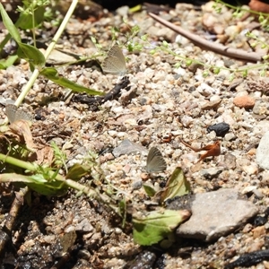 Zizina otis (Common Grass-Blue) at Paddys River, ACT by DavidDedenczuk