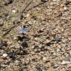 Zizina otis at Paddys River, ACT - 1 Jan 2025 12:19 PM