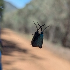 Pollanisus (genus) at Woomargama, NSW - 2 Dec 2024 by Darcy