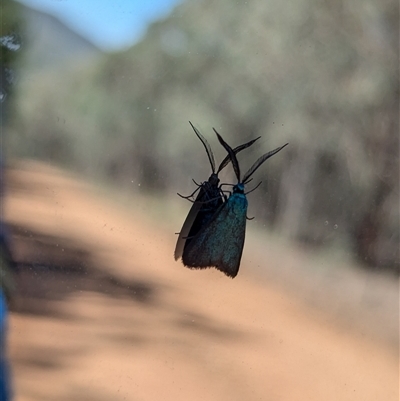 Pollanisus (genus) (A Forester Moth) at Woomargama, NSW - 2 Dec 2024 by Darcy