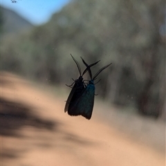 Pollanisus (genus) at Woomargama, NSW - suppressed