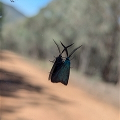 Pollanisus (genus) at Woomargama, NSW - suppressed