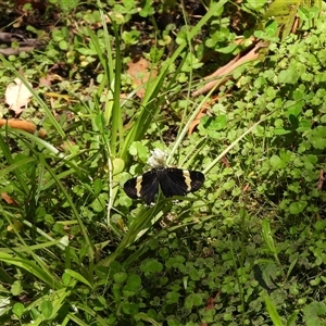 Phalaenoides glycinae (Grapevine Moth) at Paddys River, ACT by DavidDedenczuk