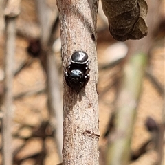 Zenodorus orbiculatus (Salticid Ant Eater) at Copmanhurst, NSW - 1 Dec 2024 by MazzV