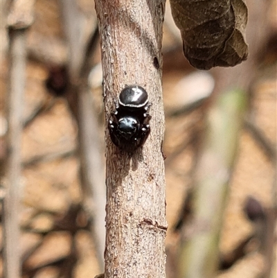 Zenodorus orbiculatus (Salticid Ant Eater) at Copmanhurst, NSW by MazzV