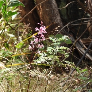 Dipodium roseum (Rosy Hyacinth Orchid) at Paddys River, ACT by DavidDedenczuk