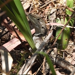 Amphibolurus muricatus (Jacky Lizard) at Paddys River, ACT - 1 Jan 2025 by DavidDedenczuk