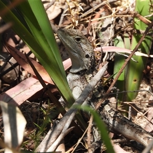 Amphibolurus muricatus at Paddys River, ACT by DavidDedenczuk