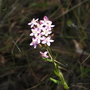 Centaurium sp. at Paddys River, ACT - 1 Jan 2025