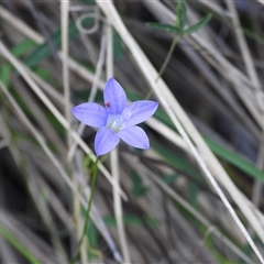 Wahlenbergia sp. (Bluebell) at Paddys River, ACT - 1 Jan 2025 by DavidDedenczuk