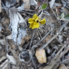 Goodenia hederacea (Ivy Goodenia) at Acton, ACT - 1 Jan 2025 by DavidDedenczuk