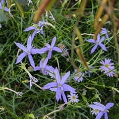 Amegilla (Notomegilla) chlorocyanea at North Albury, NSW - 3 Dec 2024 by Darcy