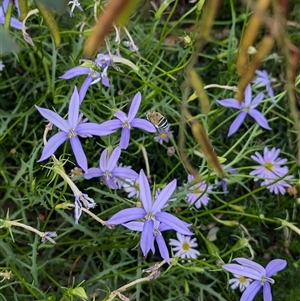 Amegilla sp. (genus) at North Albury, NSW - suppressed