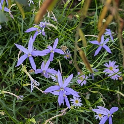 Amegilla (Notomegilla) chlorocyanea at North Albury, NSW - 3 Dec 2024 by Darcy