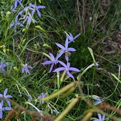 Amegilla sp. (genus) at North Albury, NSW - suppressed