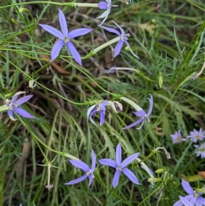 Amegilla sp. (genus) at North Albury, NSW - suppressed