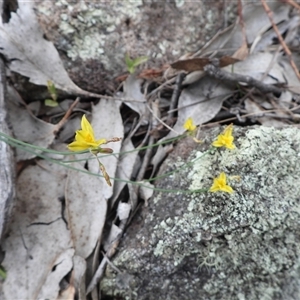 Tricoryne elatior (Yellow Rush Lily) at Symonston, ACT by DavidDedenczuk