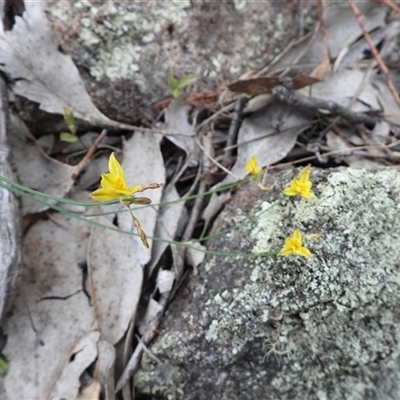 Tricoryne elatior (Yellow Rush Lily) at Symonston, ACT - 2 Jan 2025 by DavidDedenczuk