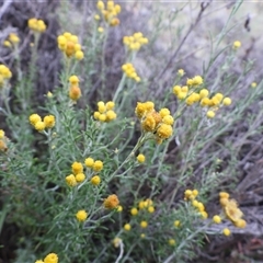 Chrysocephalum semipapposum (Clustered Everlasting) at Symonston, ACT - 2 Jan 2025 by DavidDedenczuk