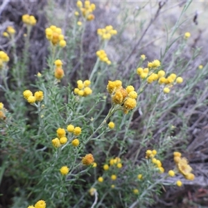 Chrysocephalum semipapposum (Clustered Everlasting) at Symonston, ACT by DavidDedenczuk