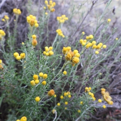 Chrysocephalum semipapposum (Clustered Everlasting) at Symonston, ACT - 2 Jan 2025 by DavidDedenczuk