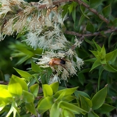 Phyllotocus macleayi (Nectar scarab) at North Albury, NSW - 3 Dec 2024 by Darcy