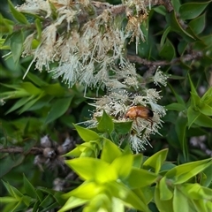 Phyllotocus macleayi at North Albury, NSW - suppressed