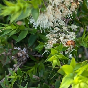 Phyllotocus macleayi at North Albury, NSW - suppressed