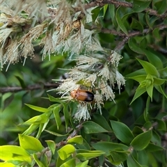 Phyllotocus macleayi at North Albury, NSW - suppressed