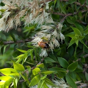 Phyllotocus macleayi at North Albury, NSW - suppressed