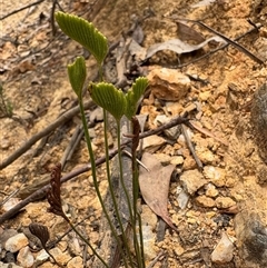 Schizaea bifida at Uriarra Village, ACT - 5 Jan 2025 by LukeMcElhinney