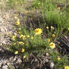 Xerochrysum viscosum (Sticky Everlasting) at Fadden, ACT - 5 Jan 2025 by DavidDedenczuk