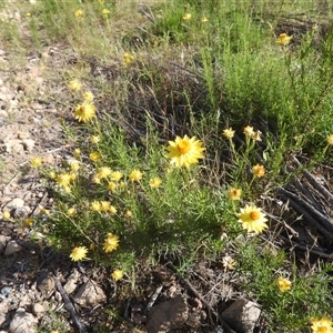 Xerochrysum viscosum (Sticky Everlasting) at Fadden, ACT by DavidDedenczuk