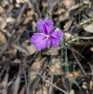 Thysanotus tuberosus (Common Fringe-lily) at Rosewood, NSW by Darcy